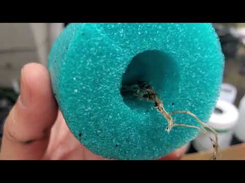 More Roots in the Air: OXYGEN Roots Pool Noodle HYDROPONIC Plant Holder