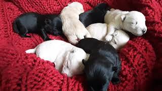 Scottish Terrier Puppies Videos