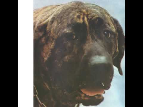 RIBEIRX, KATANA, GVLDINX E BABIDI - ESPÍRITO LIVRE [EP]