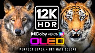 12K HDR 60FPS | Animal Kingdom Wonders | Beautiful Animals OLED TV | Dolby Atmos • IMAX Enhanced