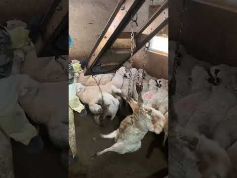 Lamb to the slaughter#shorts