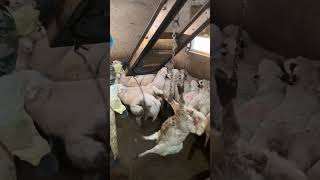 Lamb to the slaughter#shorts