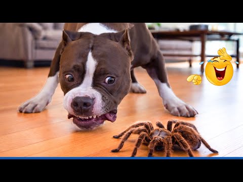 Super Funny Dog Video Clips  😹🐶 The Funniest Cat & Dog Moments Compilation 😁