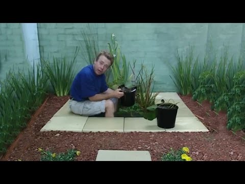 How to Build a Small Garden Pond