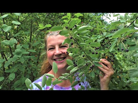 MUCHOVNÍK - indiánská borůvka, hrozinkový strom - MARMELÁDA Z MUCHOVNÍKU