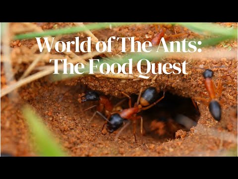 World of The Ants: The Food Quest
