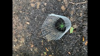 How to Grow Mighty Pine Trees from a Pine Cone