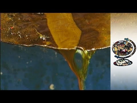 The Coca Farmers Suffering in the Colombian War (1999)