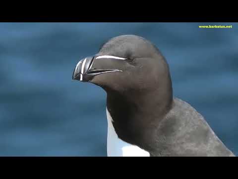 ALCA COMÚN | RAZORBILL | Alca torda