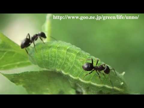 アサマシジミ幼虫とトビイロケアリ　Lycaeides subsolanus larvae and their attendant ants