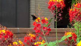 preview picture of video 'Butterfly on Firecracker Plant -- July 2010 Green Valley, AZ'