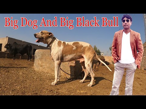 Big Bully Dog And Khan Bhai Ka Puppy 9 Lakhia By Nafa TV HD