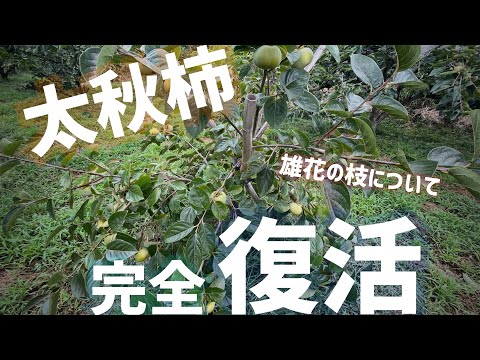 ニューハンプシャー州の秋の色
