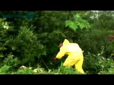 volksfreund tv: Im Kampf gegen den Bärenklau