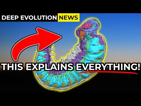 Arthropod Origins Revealed by Crazy Detailed Fossil | Deep Evolution News