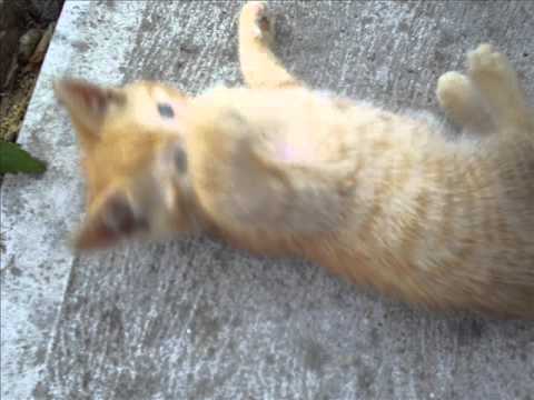 Amira -- My Desire (Blaze's Klubhead Vocal)