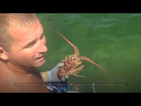 From Ocean Depths to Dinner Plates The Epic Journey of Billions of Lobsters