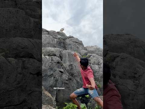 shooting jungle fowl using a slingshot #trending #shortsanimals #shortvideos #wildlife #shorts