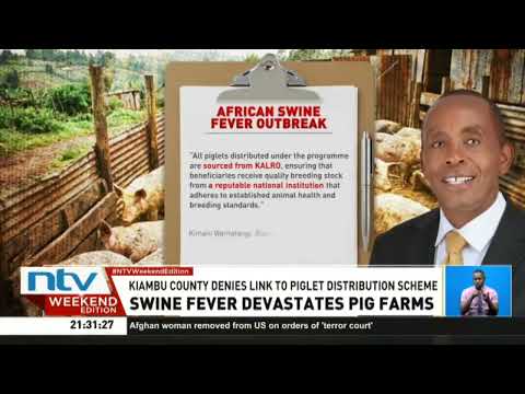 Kiambu: More than 1,470 pigs die following an outbreak of African Swine Fever