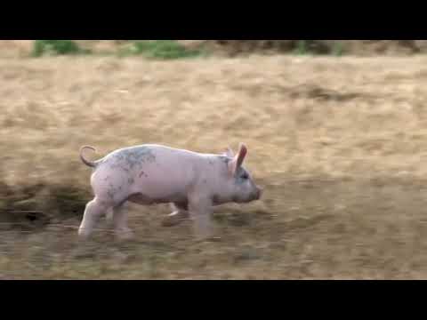 Actualización porcina de INTA Marcos Juárez