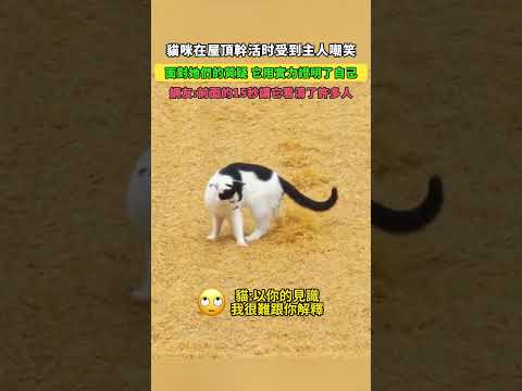 貓咪在屋頂幹活時受到主人嘲笑！面對她們的質疑，它用實力證明了自己！網友：前面的15秒讓它看清了許多人！ #大熱門