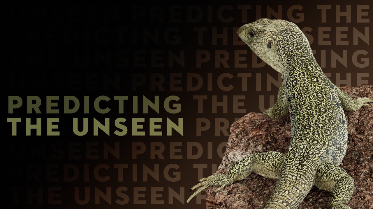 Skin colour patterns in lizards: Predicting the unseen