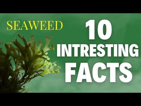Seaweed: 10 facts and interesting uses