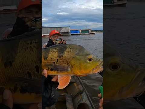 Belo tucunaré na orla de Tefé-Am #pescaria #fishing #amazonia #amazonas #shorts
