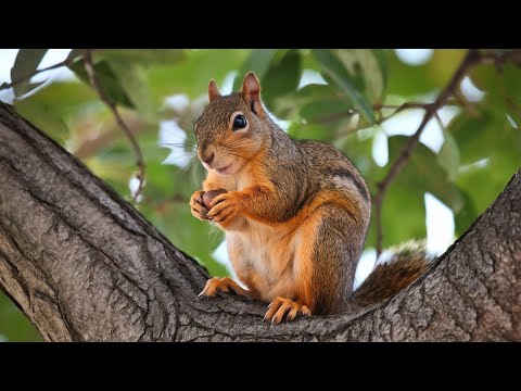 American Squirrels: The Ultimate Guide to Their Habitat and Behavior