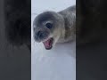 Seal Sounds Like A Human