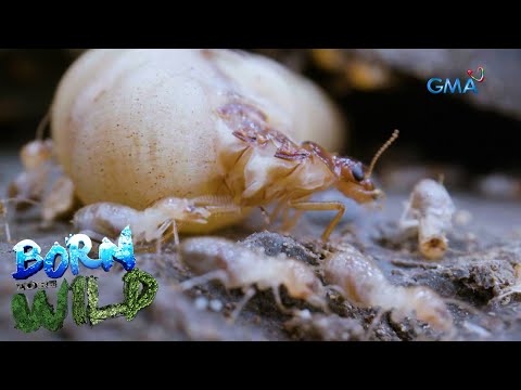 Born to be Wild: Termites: The Silent Destroyers
