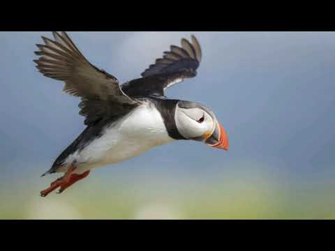 Chari bhaye bhururu janthe udera lyrics cover song