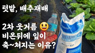 배추 2차 웃거름 주기 / 비온뒤에 배추잎이 축 쳐지는 이유는?