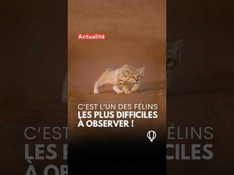 Et toi, quel animal rêves-tu de croiser ? 👀