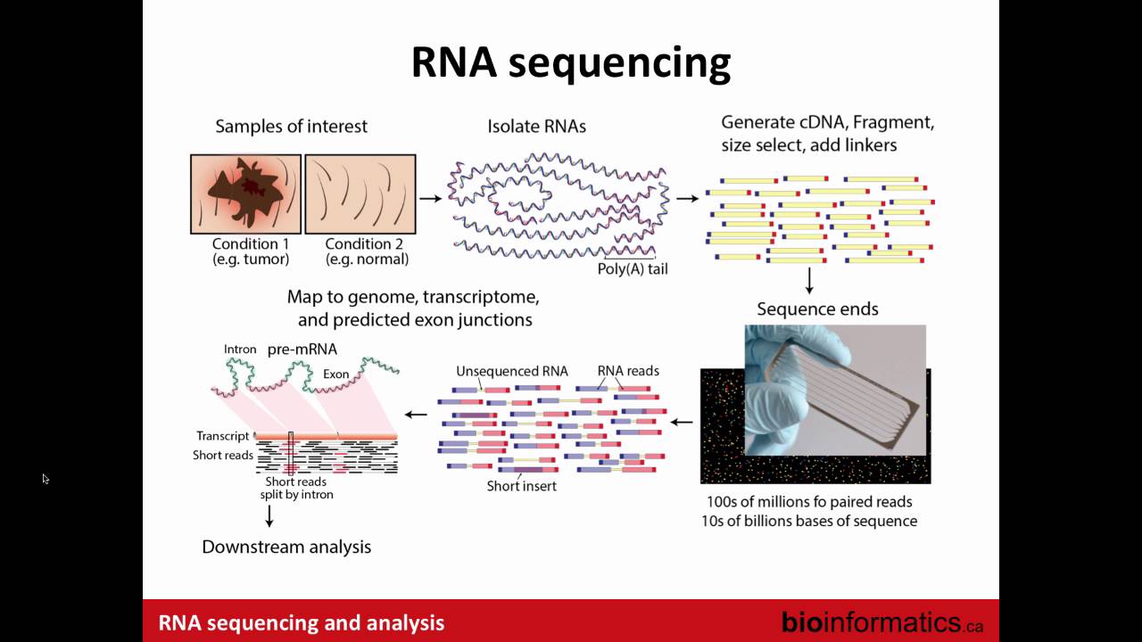 Introduction to RNA Sequencing