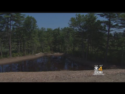 Thousands Of Trees Chopped Down By Mistake In Tewksbury