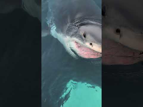 Great White #marinebiology #greatwhite #greatwhiteshark #Halifax #sharks #sharkresearch