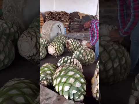 COMO É FEITO O MEZCAL? #oaxaca #mexico #mezcal #travelvlog