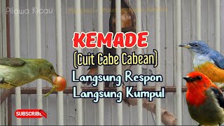 Download lagu SUARA PIKAT BURUNG KEMADE RIBUT UNTUK PANCINGAN PALING AMPUH#kemade #kemadegacor mp3 Download lagu SUARA PIKAT BURUNG KEMADE RIBUT UNTUK PANCINGAN PALING AMPUH#kemade #kemadegacor mp3