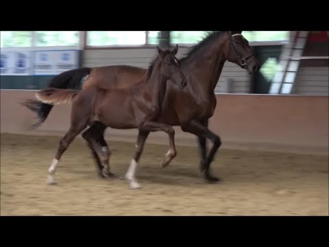 *2023 Hengst von Follow Him - Vitalis