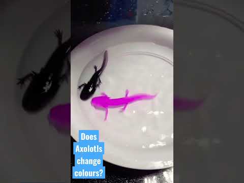 How Axolotls Change its Colours