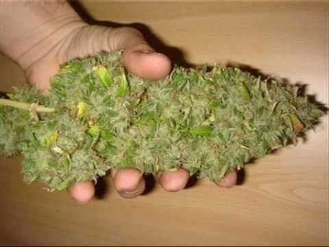 Ras Mael I & Jah Bantu - Hierba Santa