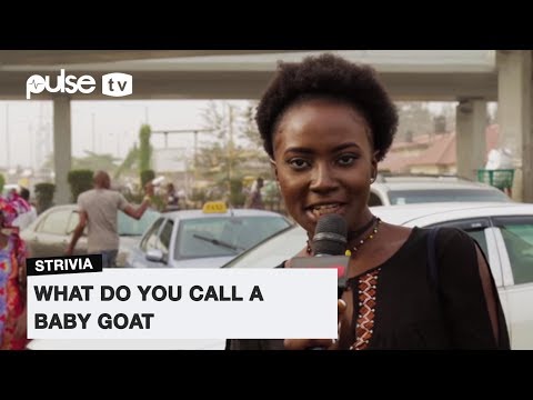 What Do You Call A Baby Goat? | Pulse TV Strivia