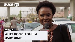 What Do You Call A Baby Goat? | Pulse TV Strivia