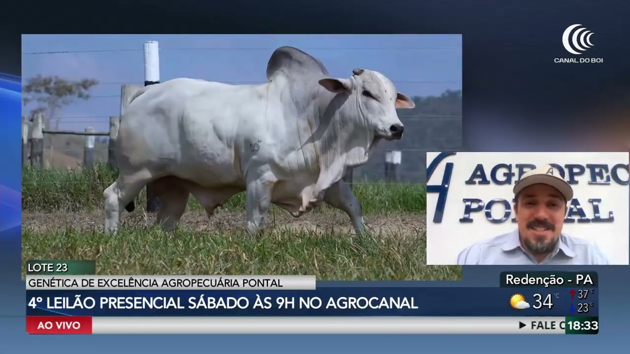 Agropecuária Pontal oferta 250 touros e mil animais de corte no Canal do Boi