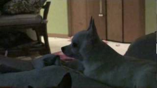 Cute Dog Howl - Chihuahua Howling