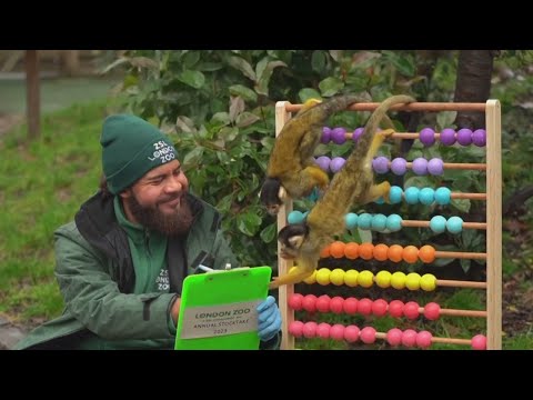 London Zoo begins its annual animal stocktake