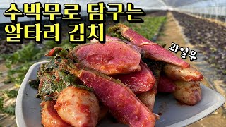 수박무(과일무)로 겨울별미 알타리김치 담구기!