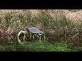 A Grey Heron And A Toad 4K