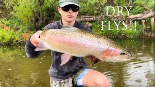 Early Season Dry Fly Fishing for Backcountry Trout (NZ)